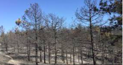 LA TRISTE STORIA DEL BOSCO DELLE CESANE